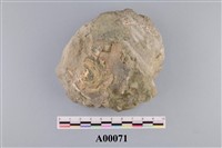 藏品(鈣質藻類結構)的圖片